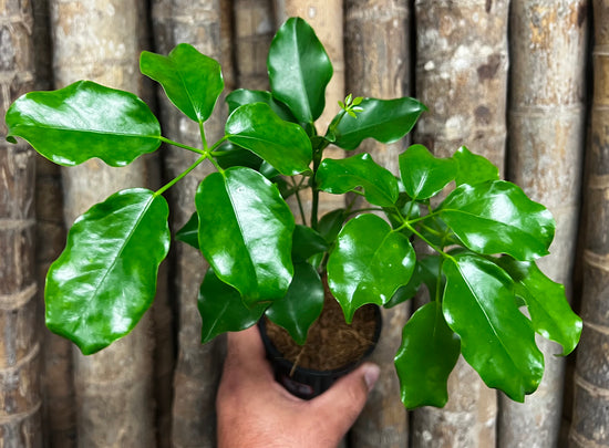 Schefflera &
