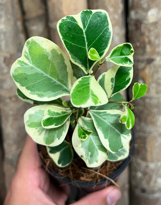 Ficus triangularis &