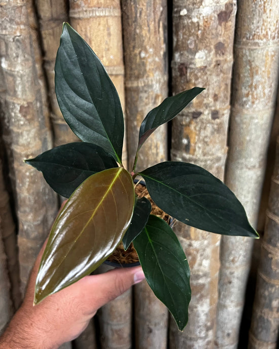 Rhodospatha &