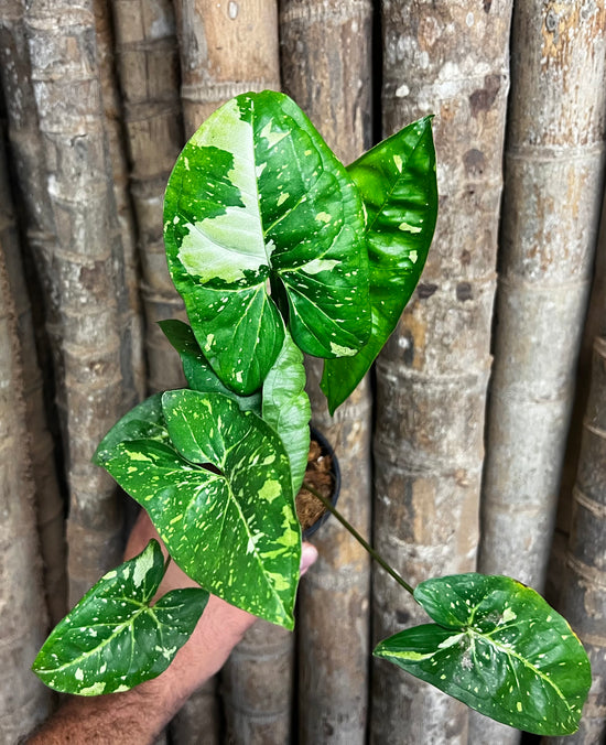 Syngonium &