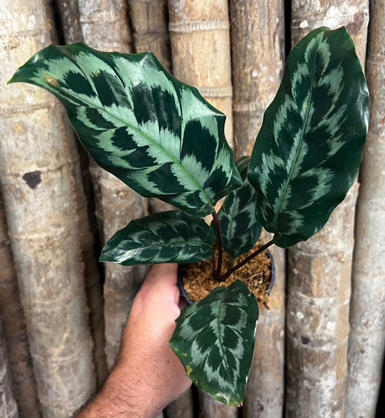 Calathea &