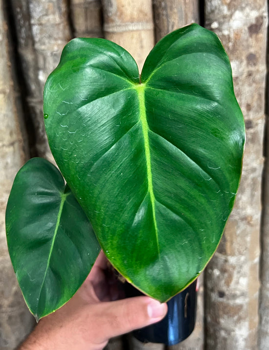 Philodendron &