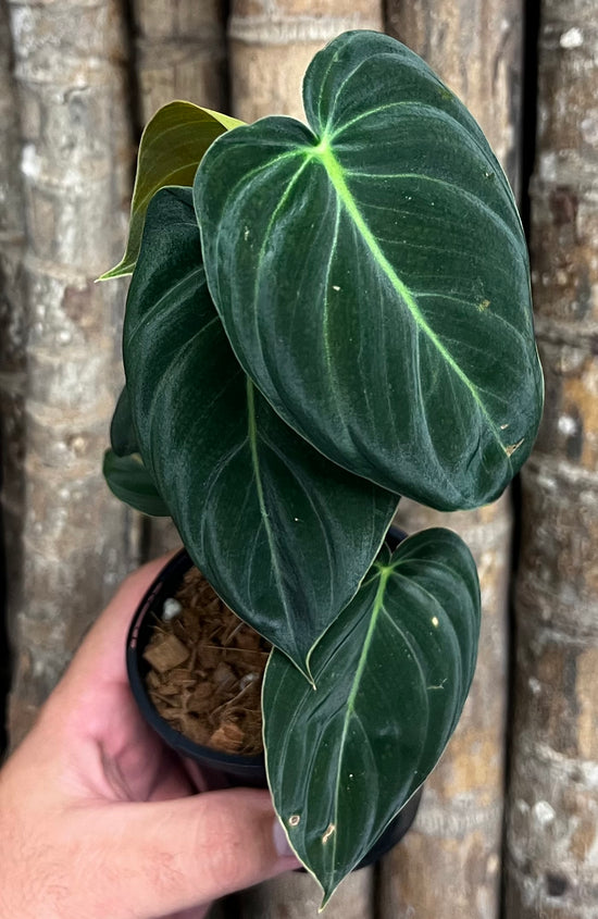 Philodendron &