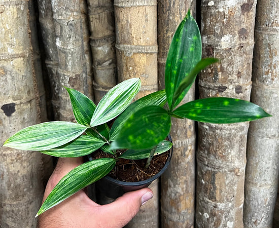 Dracaena &