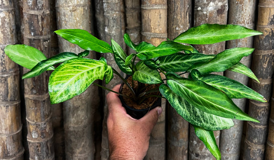 Syngonium &
