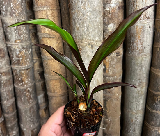 Cordyline &