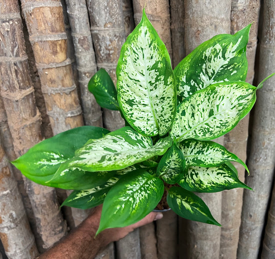 Dieffenbachia &