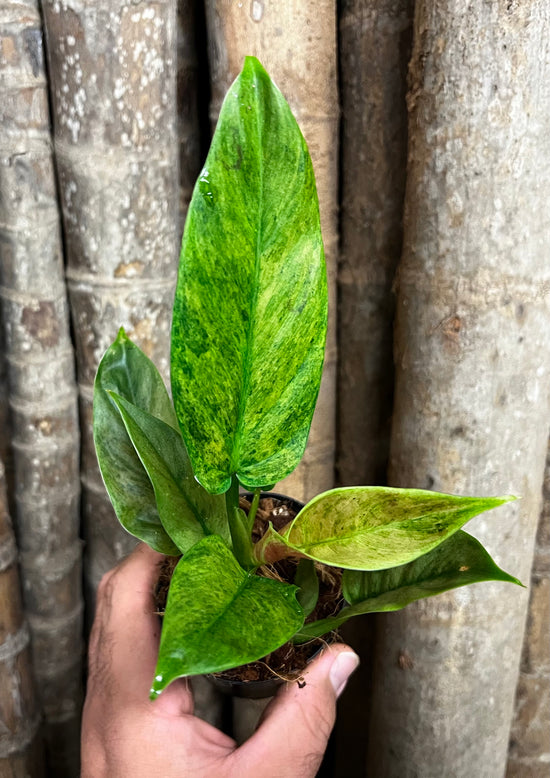 Philodendron subhastatum &