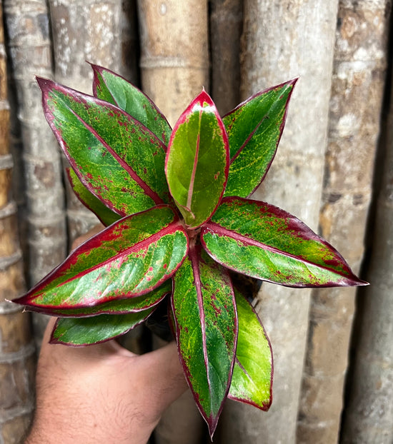 Aglaonema &