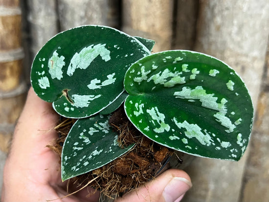 Scindapsus &