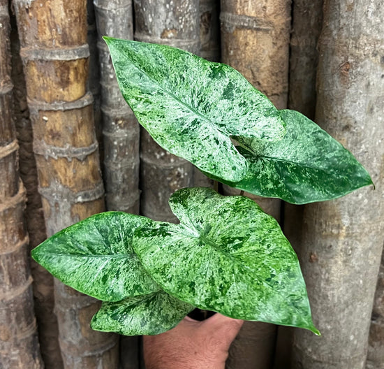Alocasia &