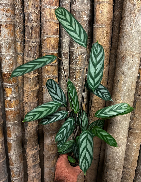 Ctenanthe &