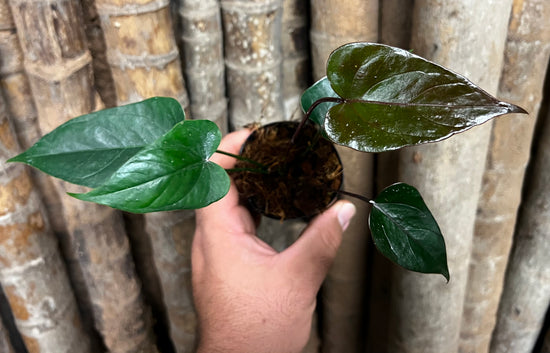 Anthurium &