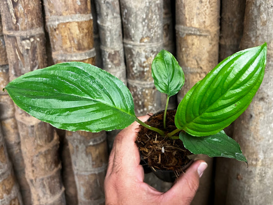 Tacca chantrieri &