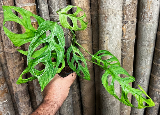 Monstera &