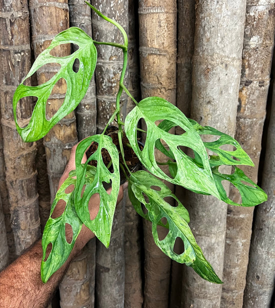 Monstera &