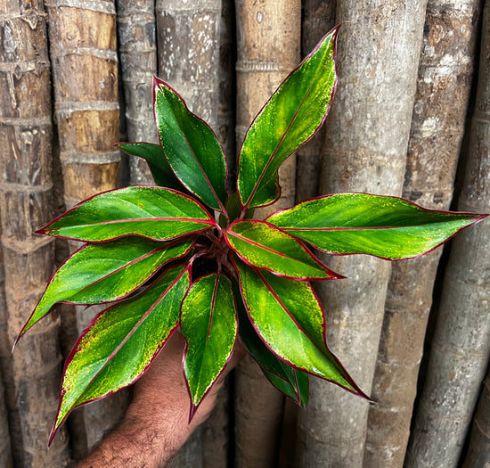 Aglaonema &