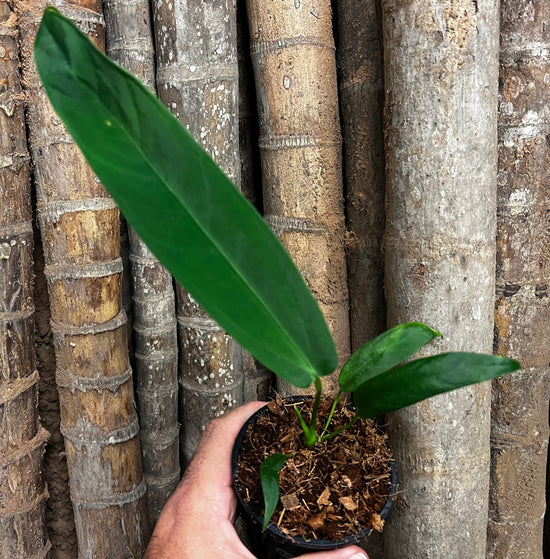 Anthurium &