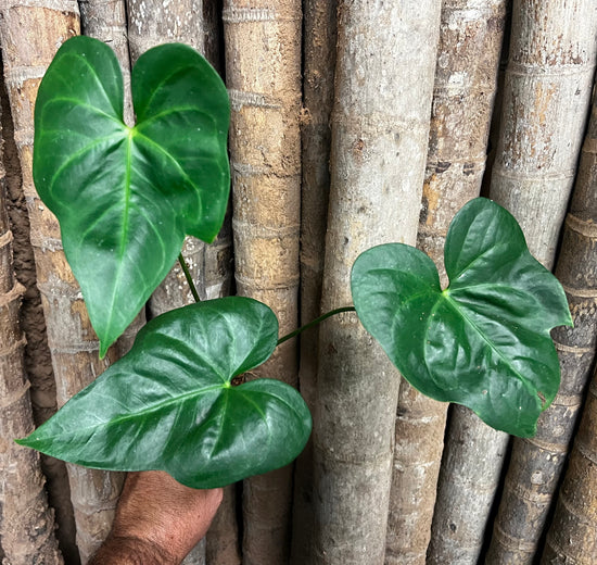 Anthurium x macrolobium Hybrid PL366