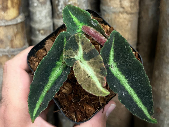 Begonia Listada&