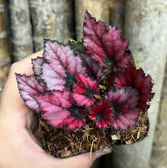 Begonia &