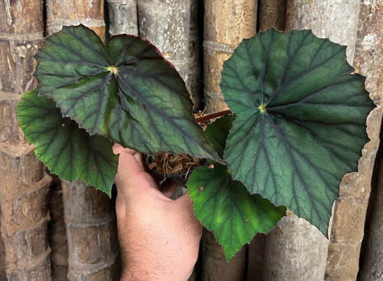 Begonia &