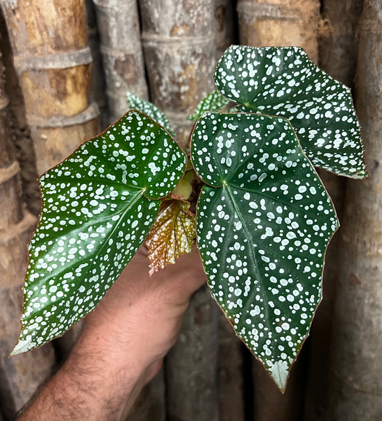 Begonia &