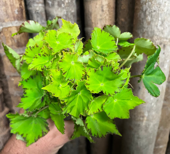 Begonia &