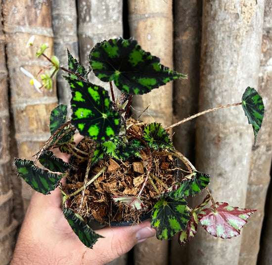 Begonia Hybrid PL396