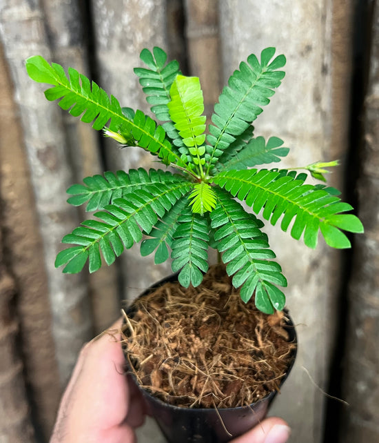 Biophytum sensitivum &
