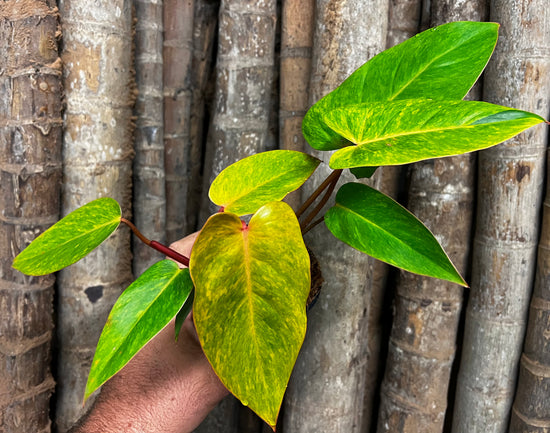 Philodendron &