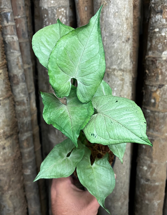 Syngonium &