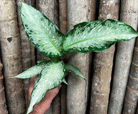 Dieffenbachia &