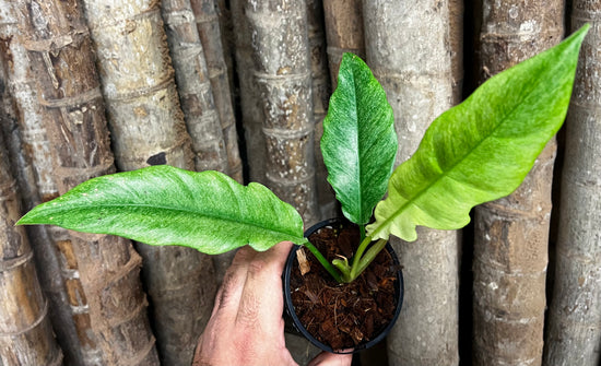 Philodendron &