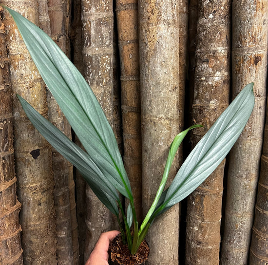 Epipremnum amplissimum &