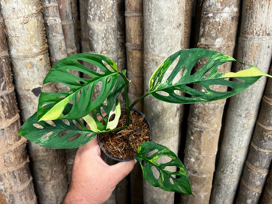 Monstera adansonii &