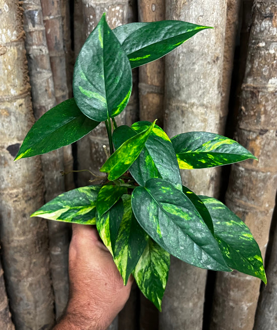 Epipremnum pinnatum &