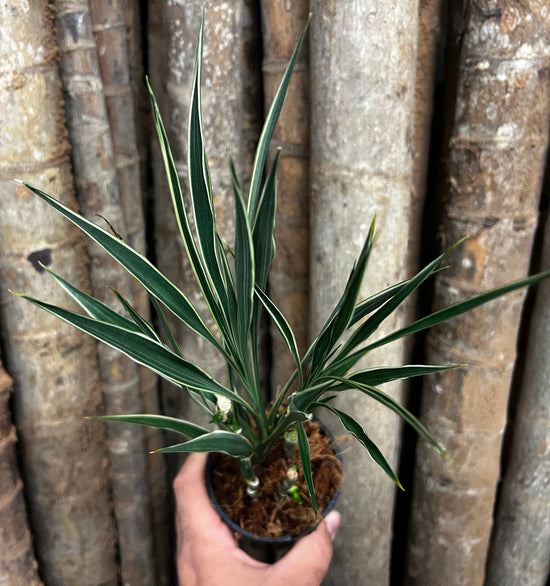 Dracaena sanderiana &