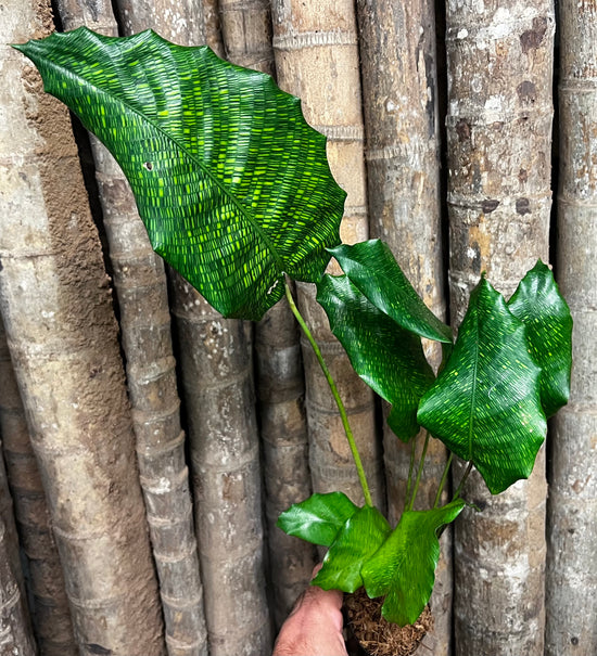 Calathea &