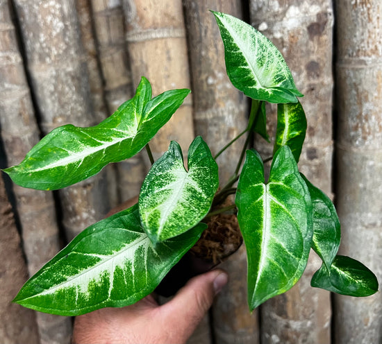Syngonium &