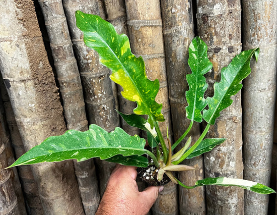 Philodendron &