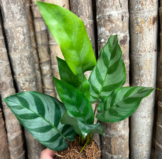 Calathea &