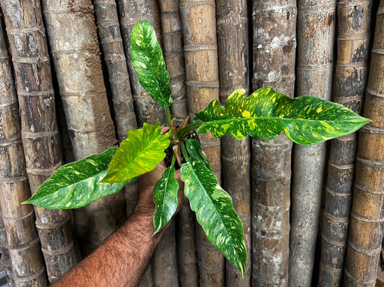 Philodendron &