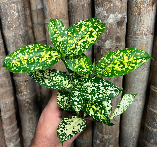 Dracaena &