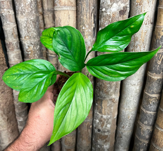 Monstera &