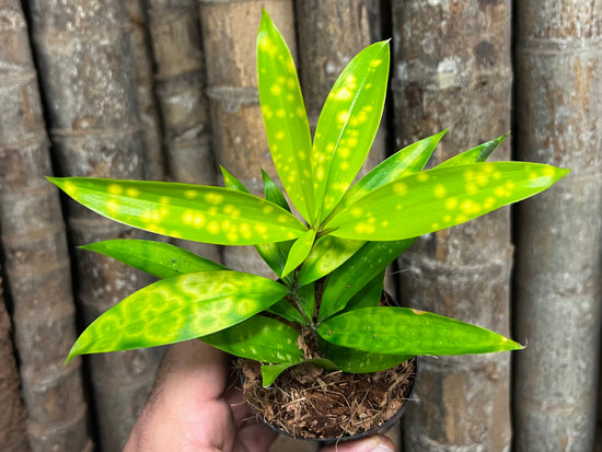 Dracaena &