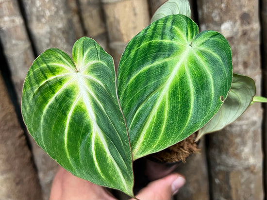Philodendron &