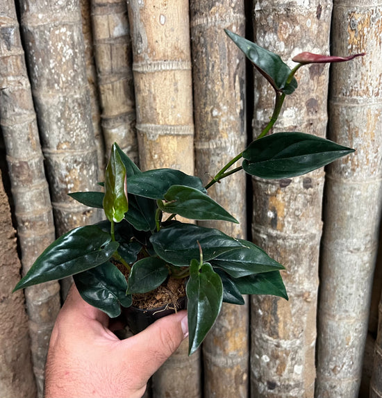 Syngonium &