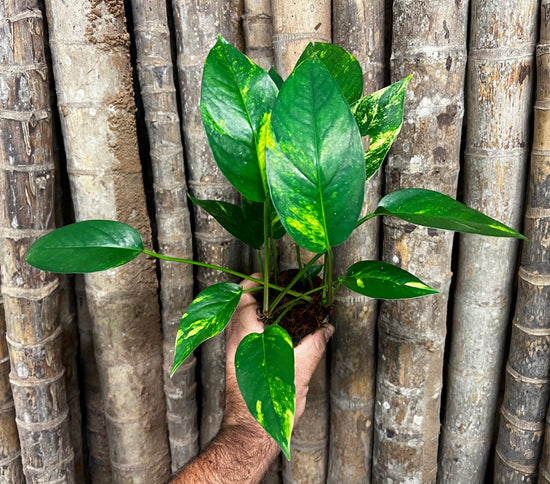 Epipremnum pinnatum &