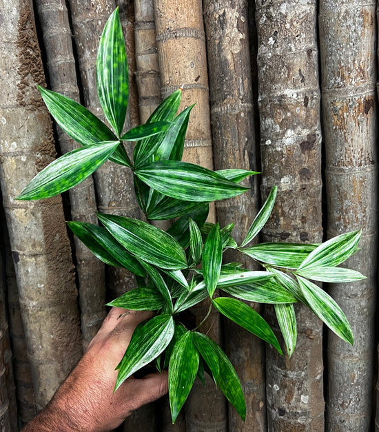 Dracaena &